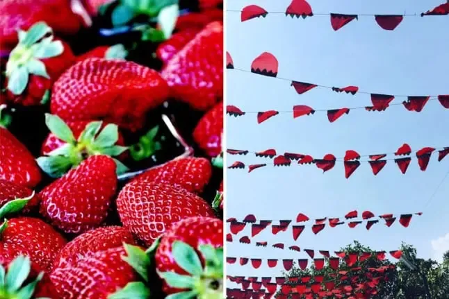 Mahabaleshwar Strawberry Festival